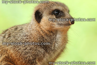 Stock image of close-up of meerkat head / body, isolated against blurred-background