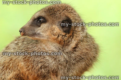 Stock image of meerkat looking back at family group against green-background