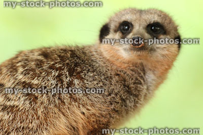 Stock image of meerkat posing for camera against background of green-leaves