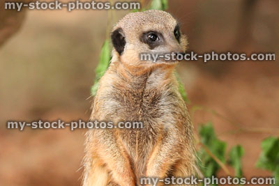 Stock image of sentinel meerkat standing on hind legs, watching out