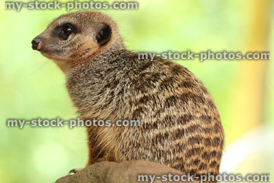 Stock image of meerkat sitting / relaxing on sunny rock, blurred background
