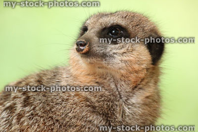 Stock image of meerkat face / head detail of fur, isolated against-background