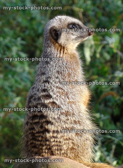 Stock image of single meerkat standing to attention, lookout guard sentry, guarding family