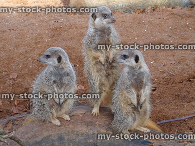 Stock image of three young meerkats sitting on desert rock, looking, lookout guard