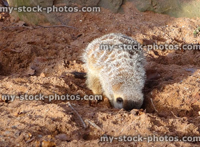 Stock image of young meerkat digging in desert sand, looking for food