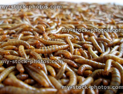 Stock image of mini mealworms, horizon view