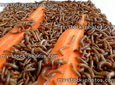 Stock image of mini mealworms eating carrots (close up)