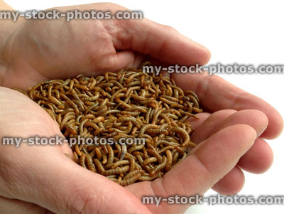 Stock image of handful of mini mealworms