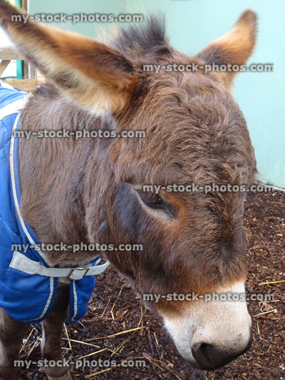Stock image of miniature Mediterranean donkey wearing jacket, working farm animal
