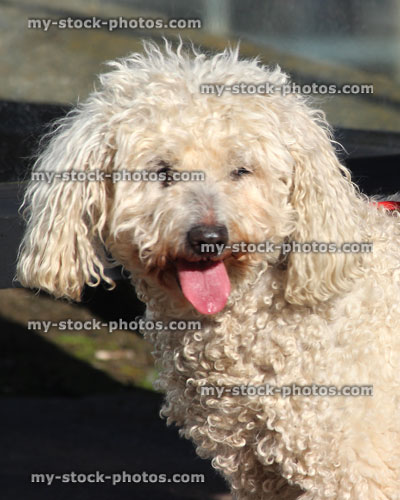 Stock image of happy miniature poodle dog, white curly fur / hair