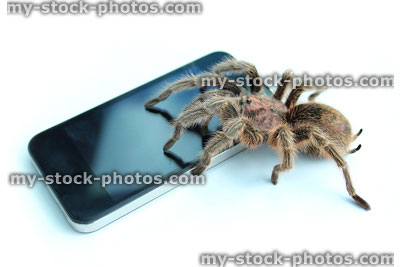 Stock image of tarantula spider on mobile phone / smartphone, looking at WorldWide WEB