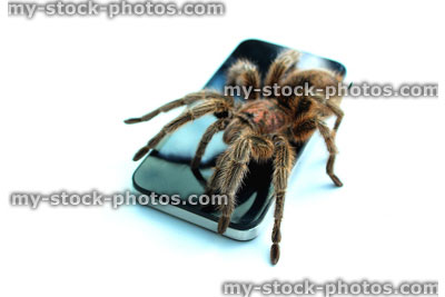 Stock image of tarantula spider on mobile phone / smartphone, looking at WorldWide WEB