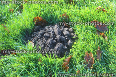 Stock image of molehill (mole hill) in a garden lawn / grass
