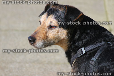 Stock image of black and brown mongrel dog on lead, walking