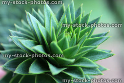 Stock image of monkey puzzle tree leaves in garden (Chilean pine / Araucaria araucana)