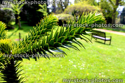 Stock image of monkey puzzle tree branch in garden (Chilean pine / Araucaria araucana)