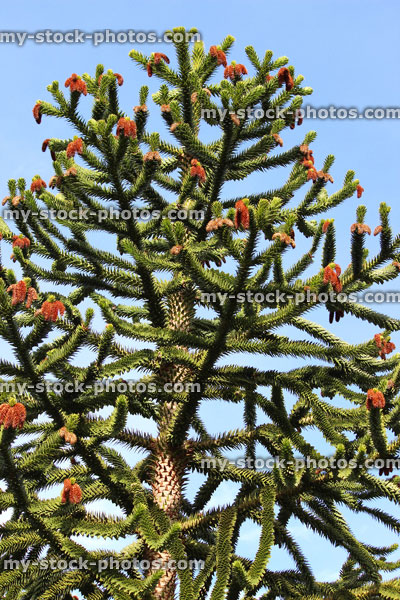 Stock image of monkey puzzle tree branches with seeds cones (Chilean pine / Araucaria 