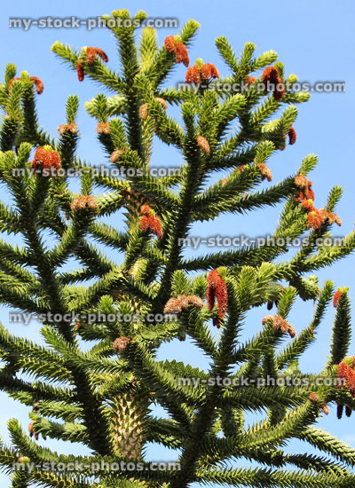Stock image of monkey puzzle tree branches with seeds cones (Chilean pine / Araucaria 