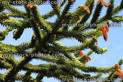 Stock image of monkey puzzle tree branch with seeds cones (Chilean pine / Araucaria araucana)