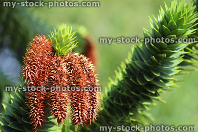 Stock image of monkey puzzle tree branch with seeds cones (Chilean pine / Araucaria araucana)