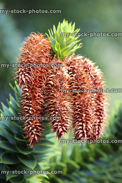 Stock image of monkey puzzle tree branch, seeds cones / flowers (Chilean pine / Araucaria araucana)