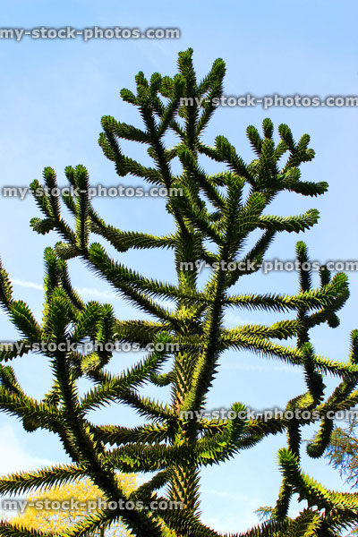 Stock image of monkey puzzle tree against sky (Chilean pine / Araucaria araucana)