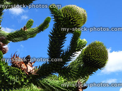 Stock image of monkey puzzle cones (Chilean pine branches / Araucaria araucana)