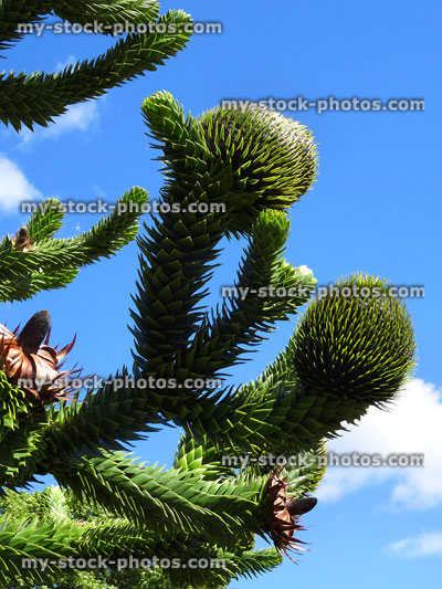 Stock image of monkey puzzle cones and branches against blue sky