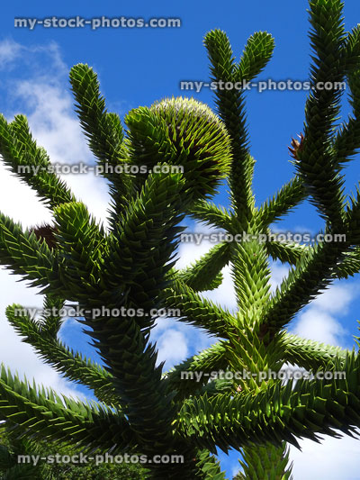 Stock image of spiky monkey puzzle stems and branches / Chilean pine