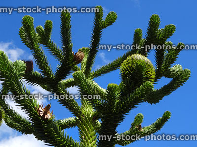 Stock image of spiky monkey puzzle branches (Chilean pine / Araucaria araucana)