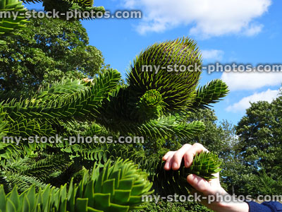 Stock image of monkey puzzle tree with green cones and shoots