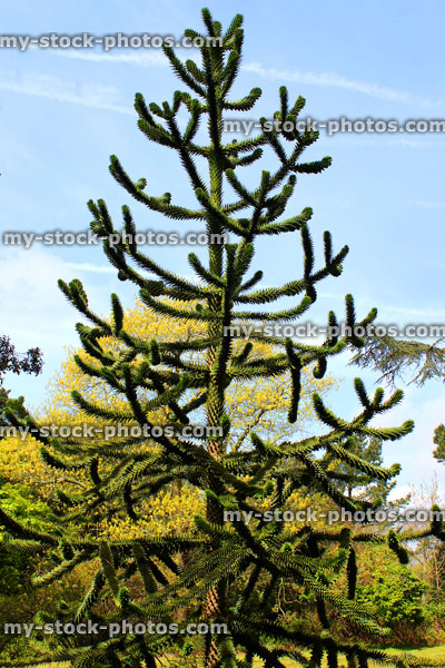 Stock image of monkey puzzle tree against sky (Chilean pine / Araucaria araucana)