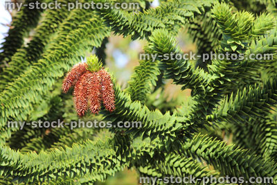 Stock image of monkey puzzle tree branch, seeds cones / flowers (Chilean pine / Araucaria araucana)
