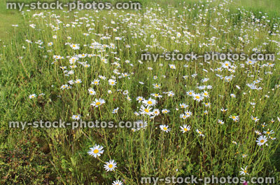 Stock image of wild moon daisies in field, Leucanthemum vulgare (oxeye)