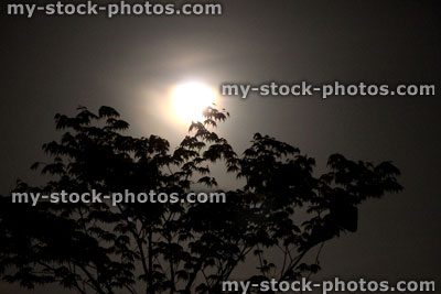 Stock image of Japanese maple leaves silhouetted against a full moon
