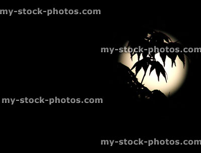 Stock image of Japanese maple leaves silhouetted against a full moon 