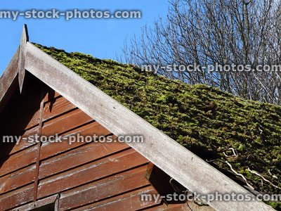 Stock image of green living moss roof on wooden garden shed