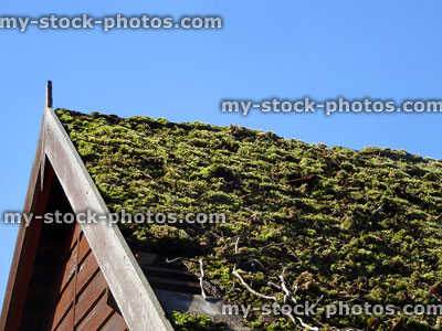 Stock image of green roofing, living roof of moss on shed