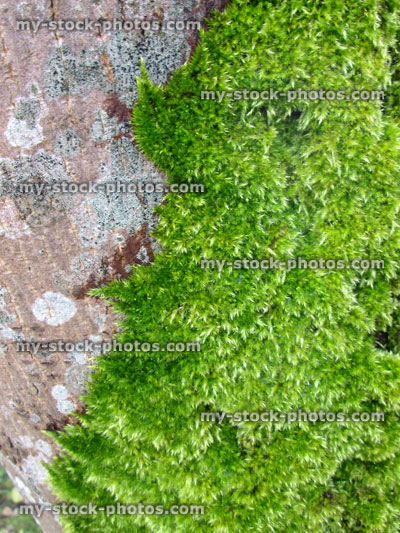Stock image of moss on Sycamore (Acer pseudoplatanus) tree trunk (close up)