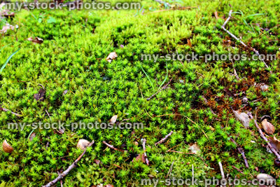 Stock image of common haircap moss / star moss / sphagnum moss (Polytrichum commune)