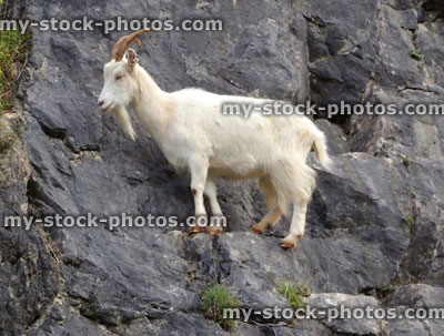 Stock image of wild, white mountain goat climbing on rocks, cliff face