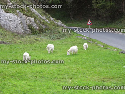 Stock image of four wild, white mountain goats grazing on grass by road
