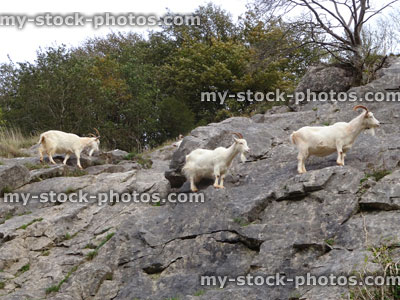 Stock image of three wild, white mountain goats climbing on steep rocks, cliff face