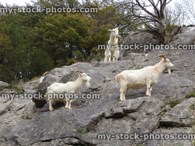 Stock image of three wild, white mountain goats climbing on steep rocks, cliff face