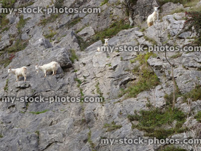 Stock image of four wild, white mountain goats climbing on steep rocks, cliff face