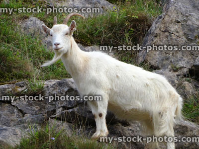 Stock image of wild, white mountain goat climbing on rocks, cliff face