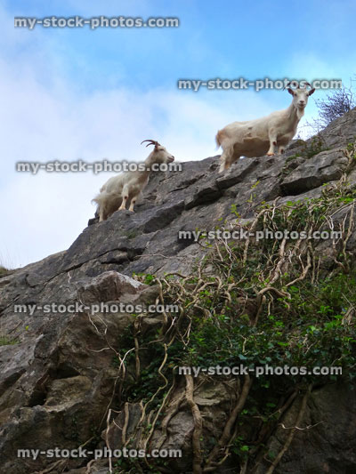 Stock image of two wild, white mountain goats climbing on steep rocks, cliff face