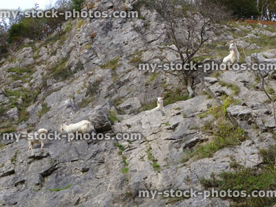 Stock image of four wild, white mountain goats climbing on steep rocks, cliff face