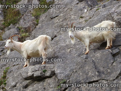 Stock image of two wild, white mountain goats climbing on steep rocks, cliff face