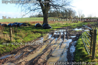Stock image of muddy country lane / road / track, puddles next to farm field